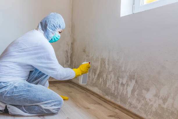Licensed Attic Mold Remediation service in New Braunfels, TX - 24 Hour Mold Removal
