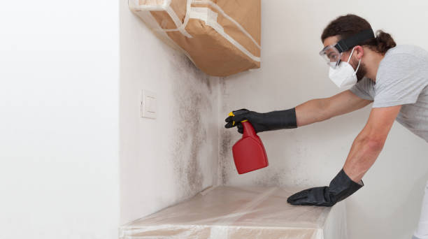 Professional Attic Mold Remediation technician working in New Braunfels, TX