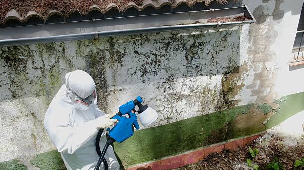 Top rated local Attic Mold Remediation specialists in New Braunfels, TX